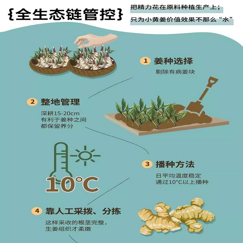 澳雪·云南小黄姜防脱洗发水750ml