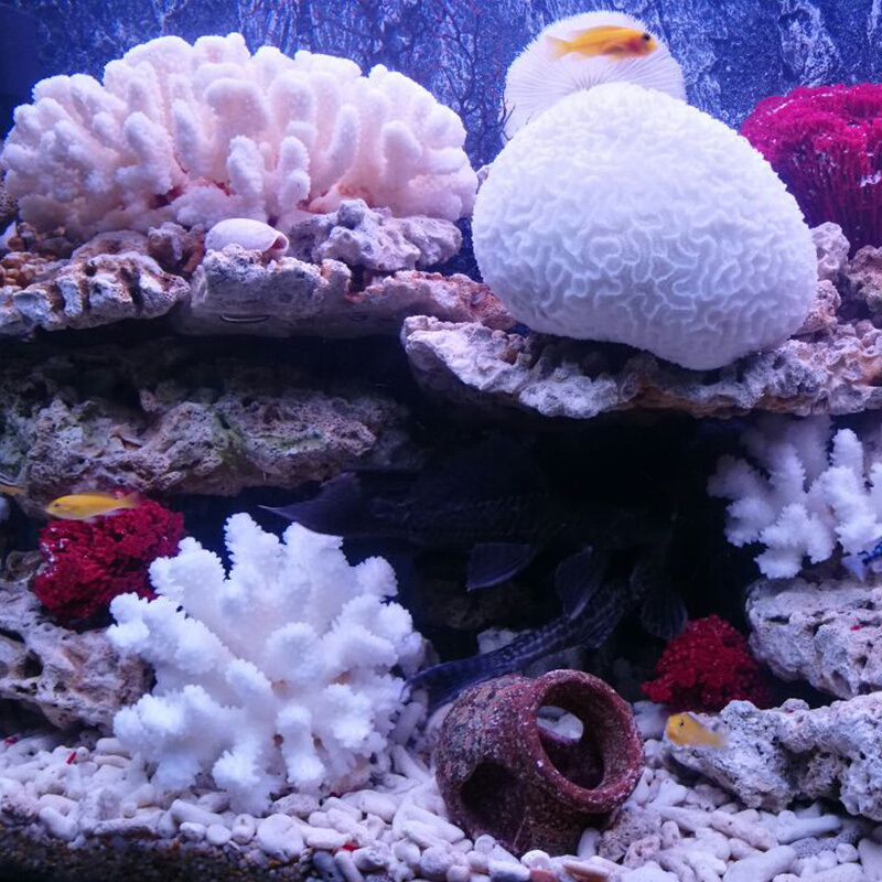 天然贝壳海螺白珊瑚礁石头鱼缸造景石水族装饰家居地台地中海摆件
