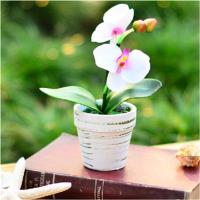 花中岛 蝴蝶兰花苗盆栽室内观花植物阳台花苗带盆栽好君子兰花盆栽 四季开花绿植花卉 绿斑蝴蝶兰+透明原盆+原土