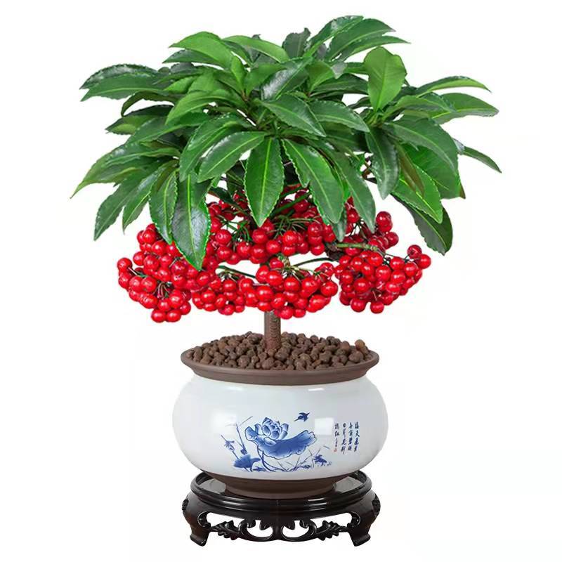 富贵籽花卉盆栽带果黄金万两招财进宝植物金玉满堂树苗室内年宵花报价 参数 图片 视频 怎么样 问答 苏宁易购