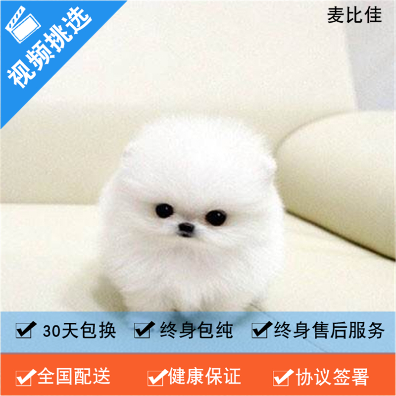 麦比佳 纯种哈多利系球体博美犬活体动物 茶杯博美犬 日系俊杰双血统长不大的茶杯狗白色博美犬 赛级博美犬活体狗狗纯种俊杰犬高清大图