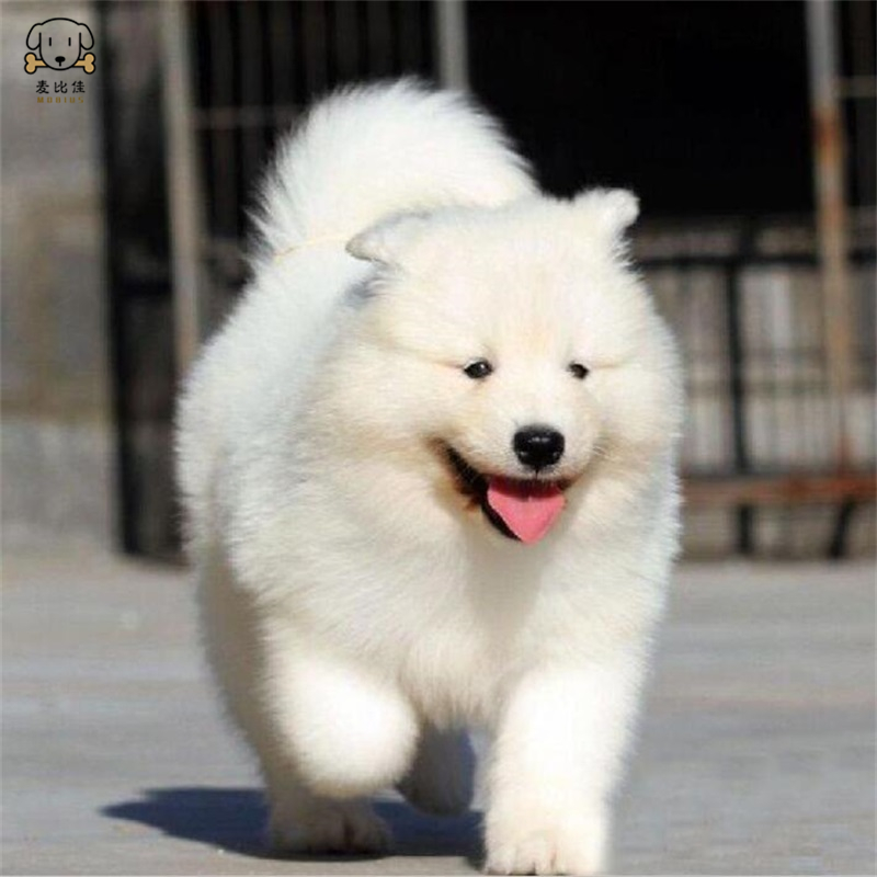 麦比佳 萨摩耶犬幼犬 萨摩耶犬狗狗活体 纯种血统中大型雪橇犬萨摩大骨架熊版澳版微笑天使纯白色萨摩耶宠物狗狗高清大图