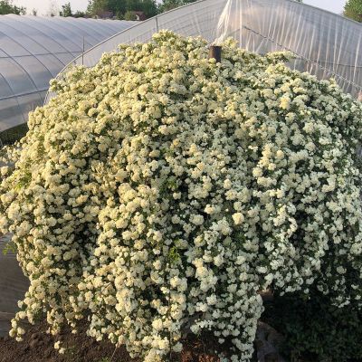 白木香(小花浓香) 中苗(40-70cm高)当年开花 蔷薇花苗藤本月季大花浓香庭院爬藤植物花卉盆栽欧月玫瑰四季开花