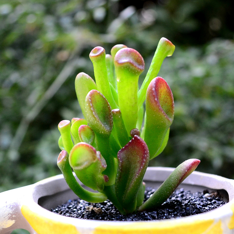 津沽园艺 多肉植物 筒叶花月 吸财树 创意桌面迷你盆栽绿植 肉肉植物不带盆