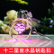 适用于十二星座水晶光钥匙扣可爱女生生日diy创意挂件钥匙扣情人节