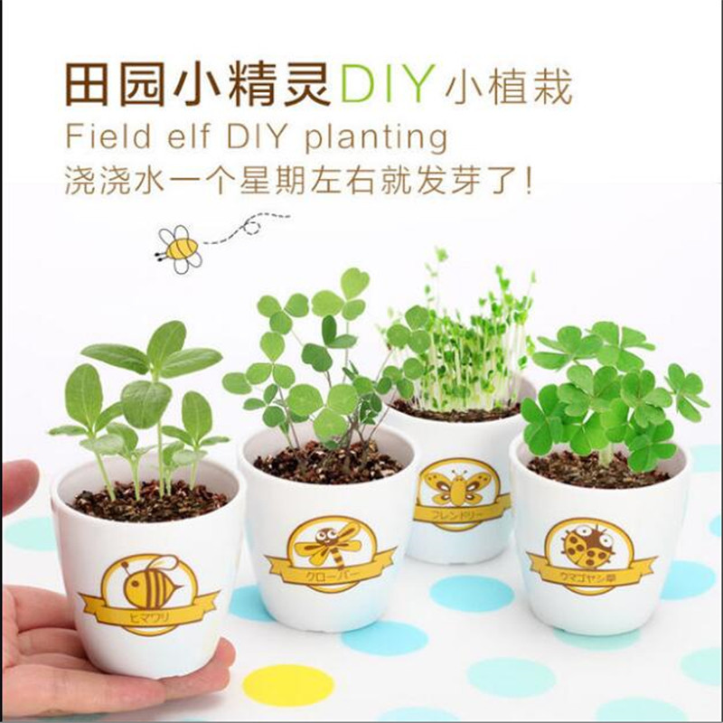 胖总管心形草创意diy种植长草头娃娃桌面微景观植物迷你小盆栽礼品