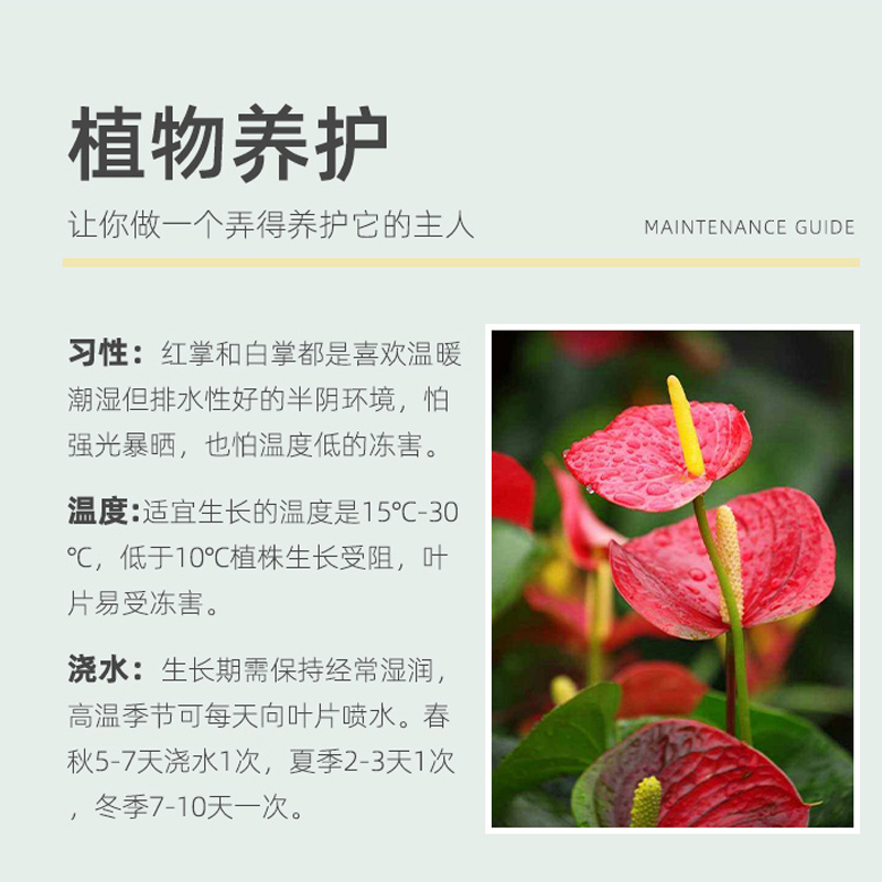 红掌盆栽 室内花卉植物带花苞四季好养开花不断