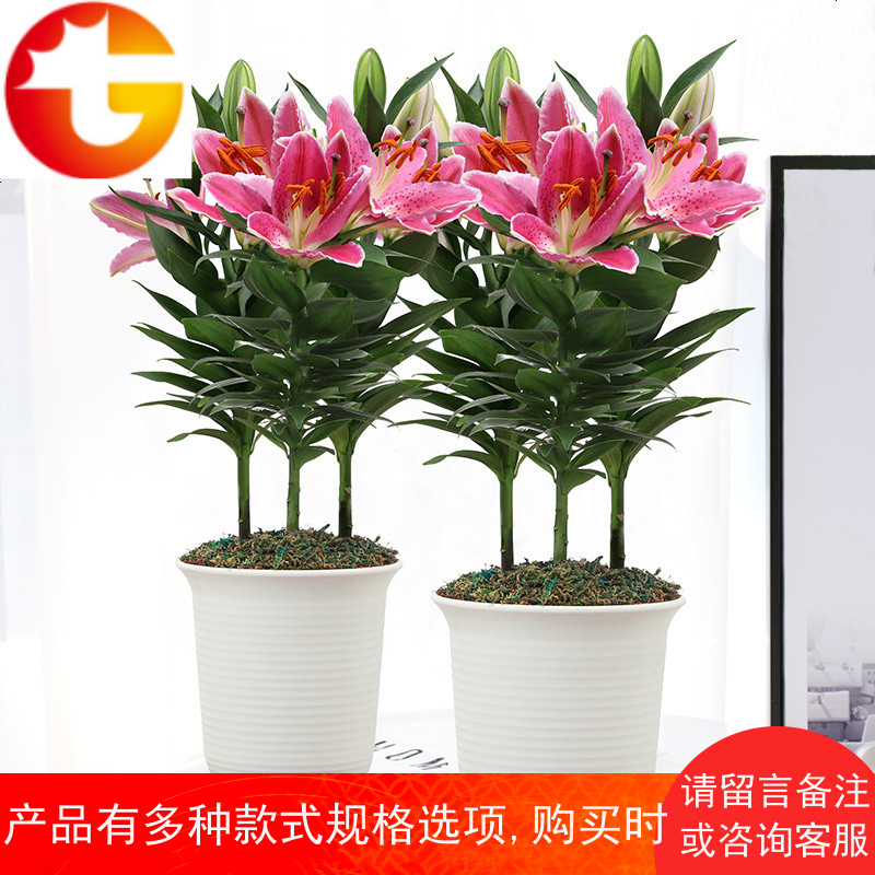 香水百合花盆栽带花苞花卉百合花盆观花植物客厅室内开花植物绿植