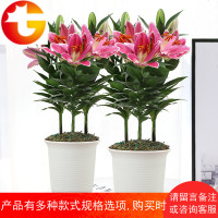 香水百合花盆栽带花苞花卉百合花盆观花植物客厅室内开花植物绿植