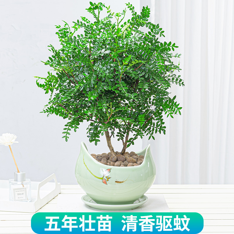 原土球发货+送肥料不含盆 带盆栽好|正宗清香胡椒木盆栽树苗植物室内桌面四季好养小绿植盆景防驱蚊草