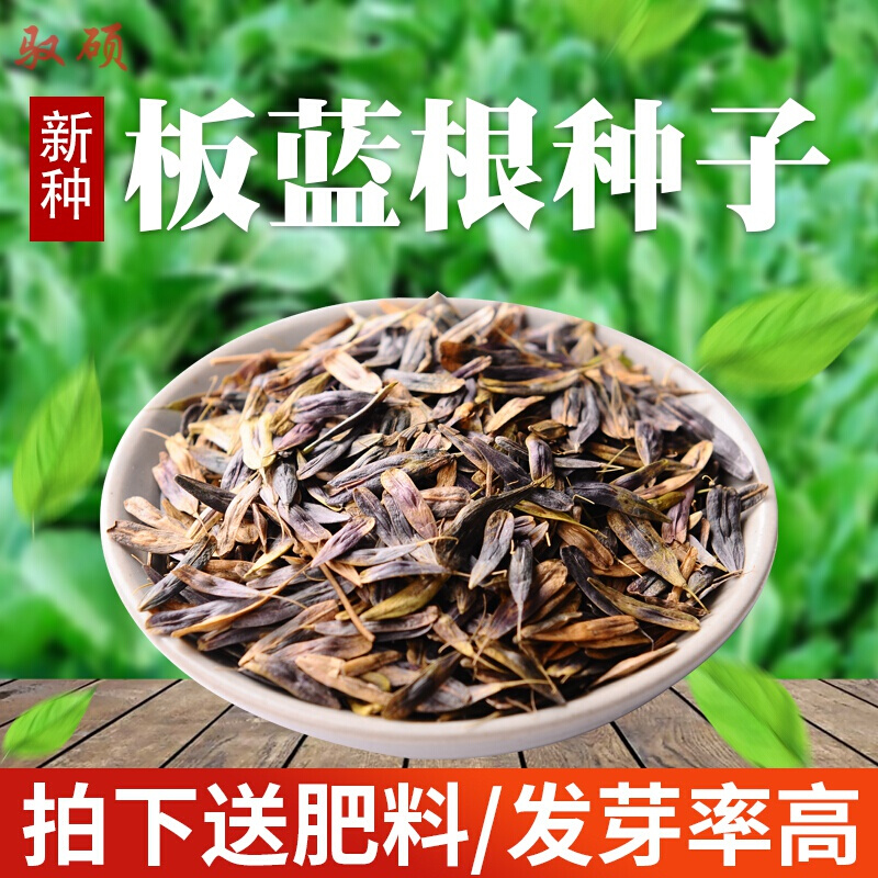 优友中药材种子板蓝根种籽纯新散装大青叶小叶板兰根籽板蓝根种子新