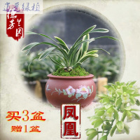 绿植特价兰花国兰墨兰红荷冠红花花卉绿植盆栽凤凰金福冠买三盆送一盆红荷冠2苗裸根连体买三盆送一盆裸根不带土
