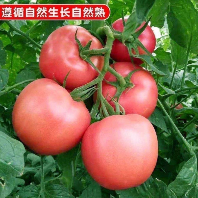 嘉琪果果 山东普罗旺斯西红柿番茄礼品装 5斤