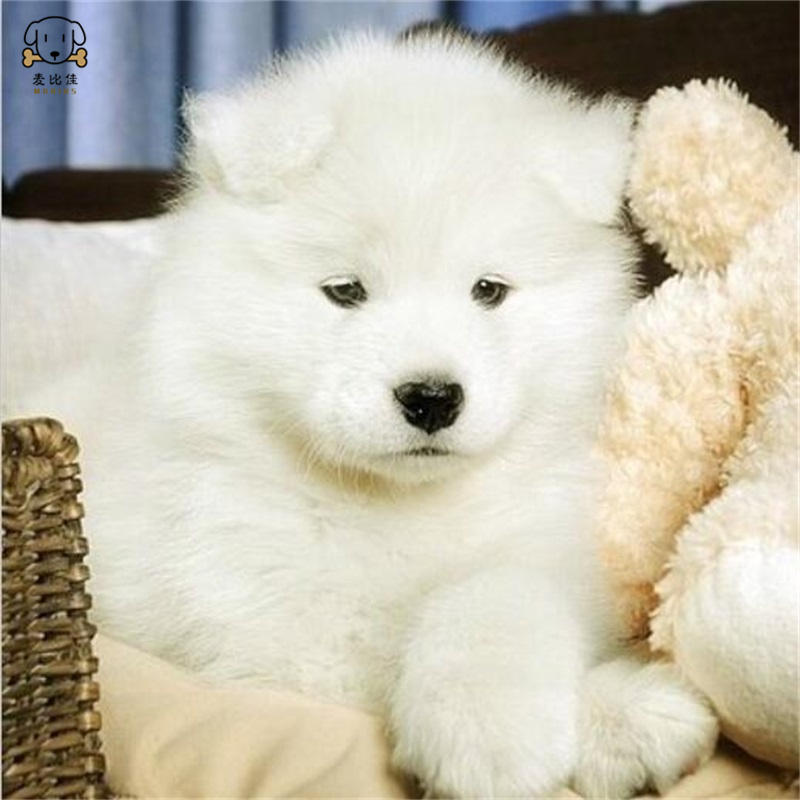 麦比佳 萨摩耶犬幼犬 萨摩耶犬狗狗活体 纯种血统中大型雪橇犬萨摩大骨架熊版澳版微笑天使纯白色萨摩耶宠物狗高清大图