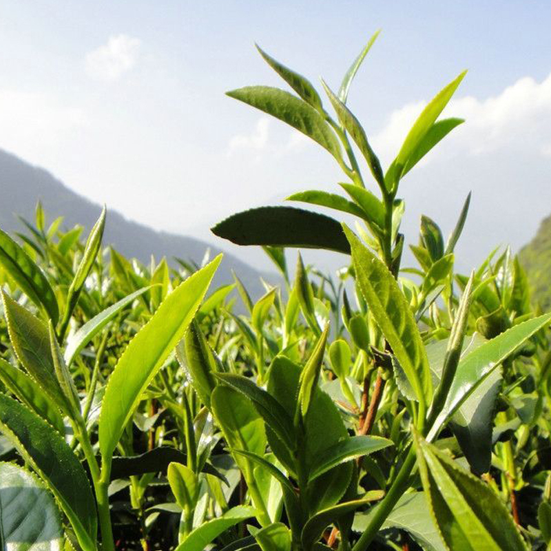 塔鼎红湖南常宁塔山山岚茶有机红茶小泡袋有机红茶茶叶旅行6g