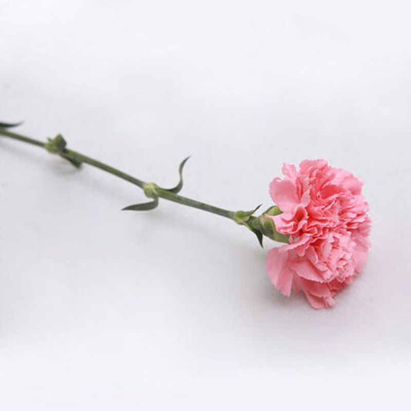 康乃馨鲜花 单只装 参数