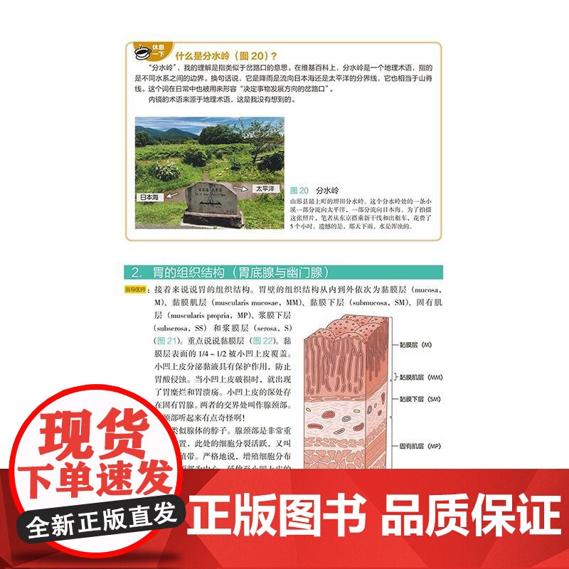 全2册 上消化道内镜诊断培训(上下卷)2本套装(日)平泽俊明 特别介绍了癌症的诊疗观察和病变部位手术的诀窍等978755高清大图