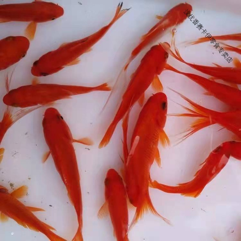 观赏鱼长尾草金鱼红草金练手新手鱼懒人鱼红锦鲫好养活小金鱼鱼苗红草