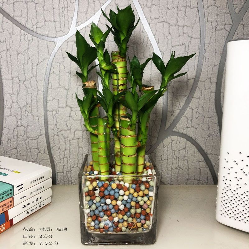 荷花竹小型盆栽文昌竹室内花卉好养绿植水培植物富贵竹子夏季水养