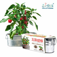 机乐堂(JOYROOM) 考拉精灵蘑菇盒子+IAM City Farmer盆栽甜椒 DIY趣味种植盆栽