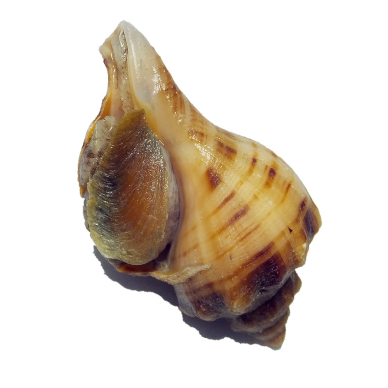 万里鲜 东海鲜活野生黄海螺 1kg 40-55只 海鲜水产