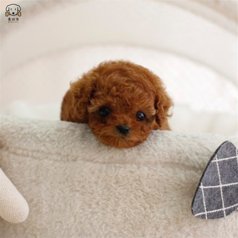 麦比佳 泰迪犬活体狗狗幼犬纯种血统级长不大卷毛泰迪熊犬玩具型标准型微小体茶杯犬泰迪贵宾富贵狗视频挑选高清大图