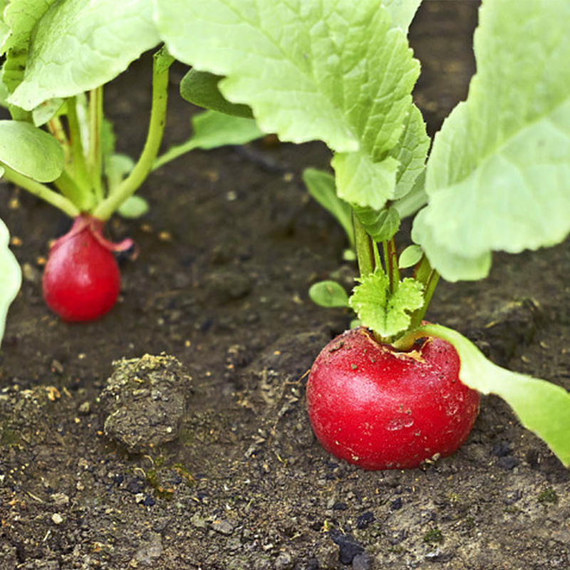 樱桃萝卜新鲜水果红色皮甜脆生吃东北特产蔬菜蘸酱菜小水萝卜新鲜