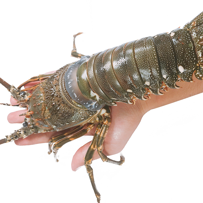 大龙虾新鲜小青龙虾1000g2 3只海鲜鲜活冰鲜水产小青龙澳龙波龙报价 参数 图片 视频 怎么样 问答 苏宁易购