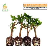 廷豪果 三角梅 70cm /棵