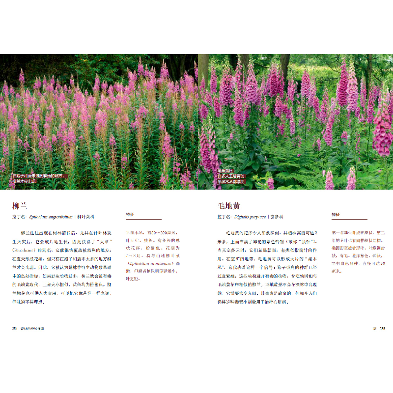醉染图书森林的奇妙指南97871224087高清大图