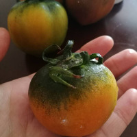 蔬果哆 新鲜蔬菜 辽宁特产 丹东铁皮西红柿 水果西红柿 2.5kg