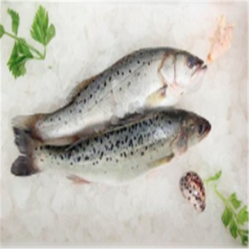 苏众 鱼类 鲈鱼专项定制高清大图