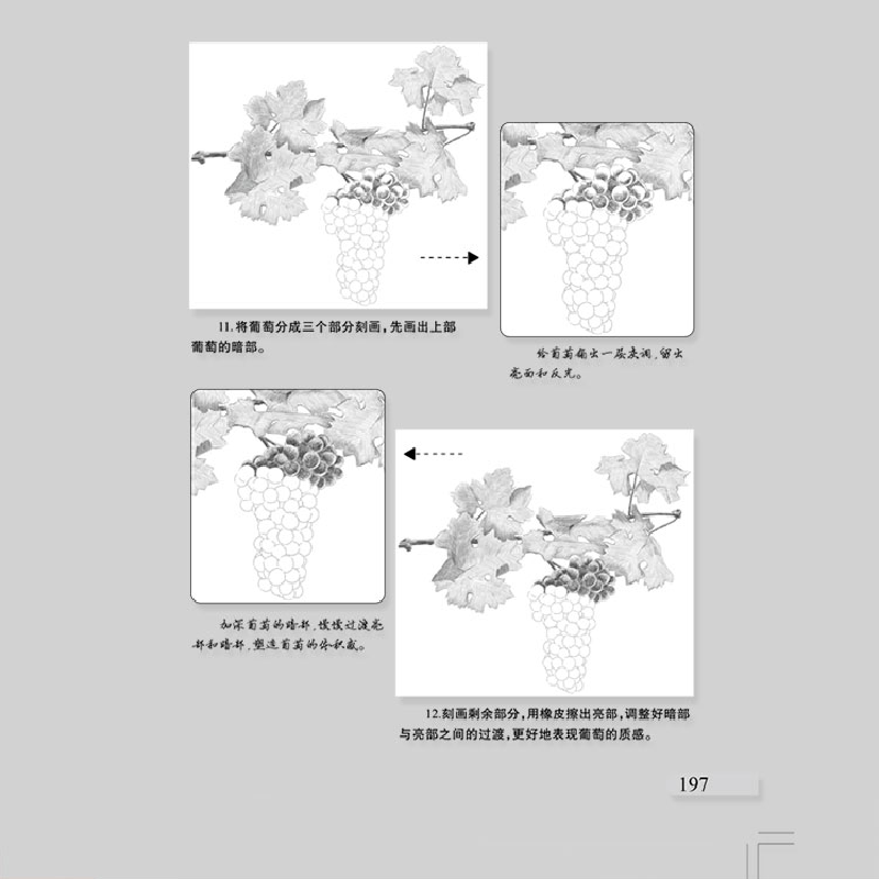正版新书]素描基础入门--植物七彩绘工作室 绘9787531483205高清大图
