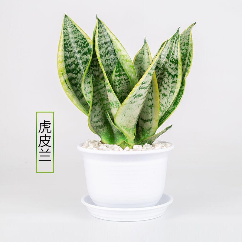 吊兰常春藤绿萝虎皮兰芦荟盆栽室内新房除甲醛绿植物净化空气花卉 白色树脂盆虎皮兰 含盆