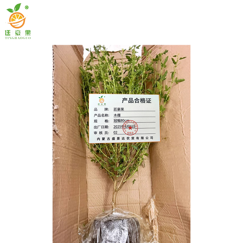 廷豪果 木槿 冠幅80cm /棵高清大图