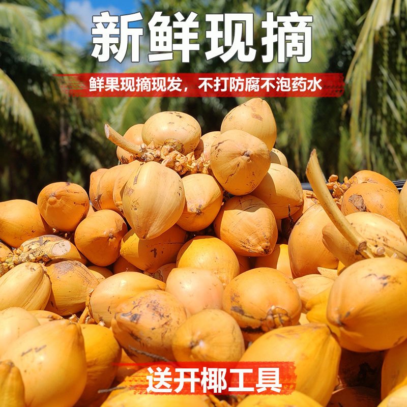 [西沛生鲜]海南黄金椰子 热带椰子 8个装 整箱 热带特产 西沛