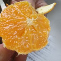 【第二件半价】四川青见柑橘 5斤 单果70-80mm 新鲜水果榨汁甜柑橘