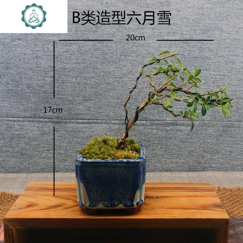 艺呈 Yicheng 园艺用品六月雪悬提根崖临水造型四季常青办公茶桌面小苗盆景老桩禅意绿植艺呈藏青类矮蓝白 盆带盆栽好 价格图片品牌报价 苏宁易购福文姚家居专营店