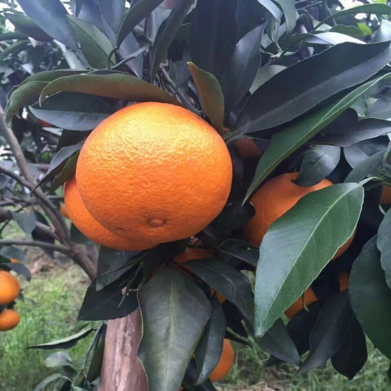 带叶发货眉山爱媛38号果冻橙8斤装大果18个以内手剥橙子新鲜当季孕妇