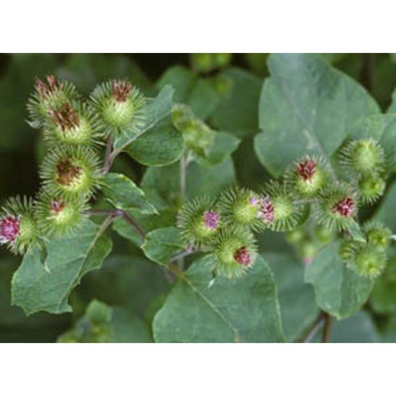 子喧新采收特价牛蒡子牛蒡牛蒡茶子牛旁种子40元买一斤