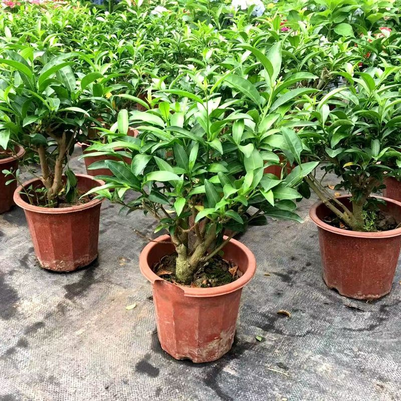 夜来香花树苗浓香四季开花驱虫驱蚊室内客厅庭院植物净化空气花卉夜来香盆栽8年桩报价 参数 图片 视频 怎么样 问答 苏宁易购