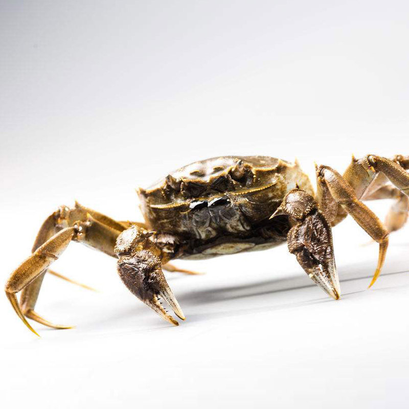 开湖新蟹! 澄湖之心大闸蟹鲜活大规格全母螃蟹2.5-3.0两八只装