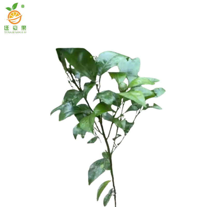 廷豪果 沃柑树 4年苗 /棵高清大图
