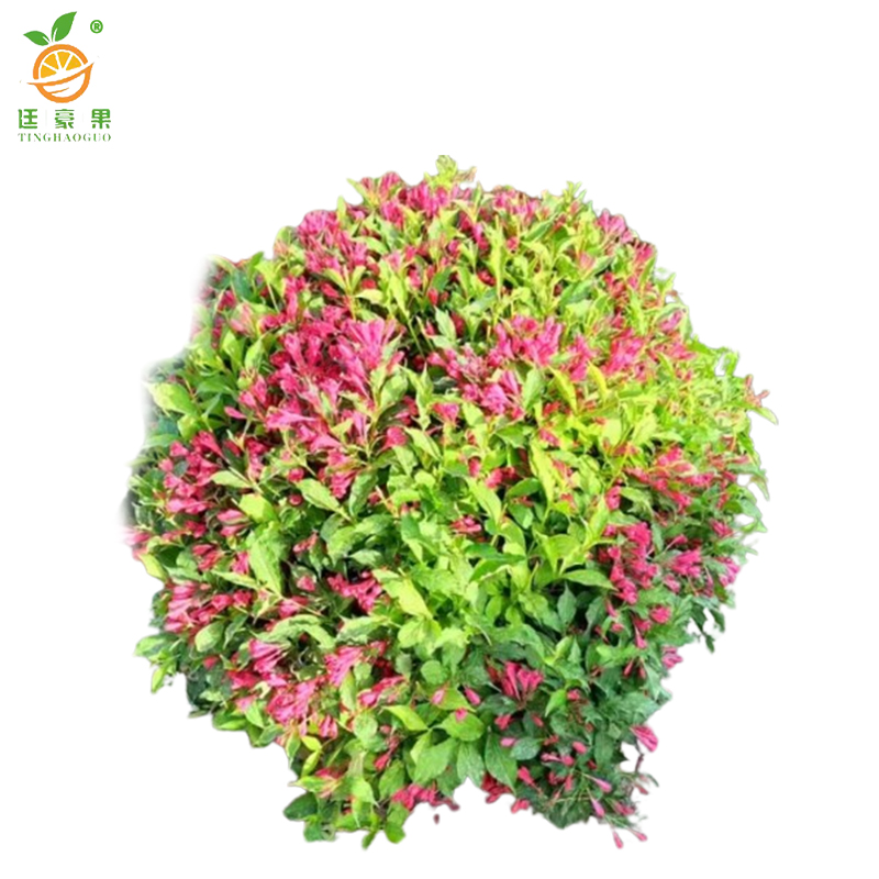 廷豪果 锦带球 冠幅80cm /棵高清大图