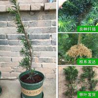 逍遥（qingya） 树苗四季常青迎客松庭院室内盆景大小苗盆栽树桩造型苗 中叶罗汉松-90-100厘米 不含盆