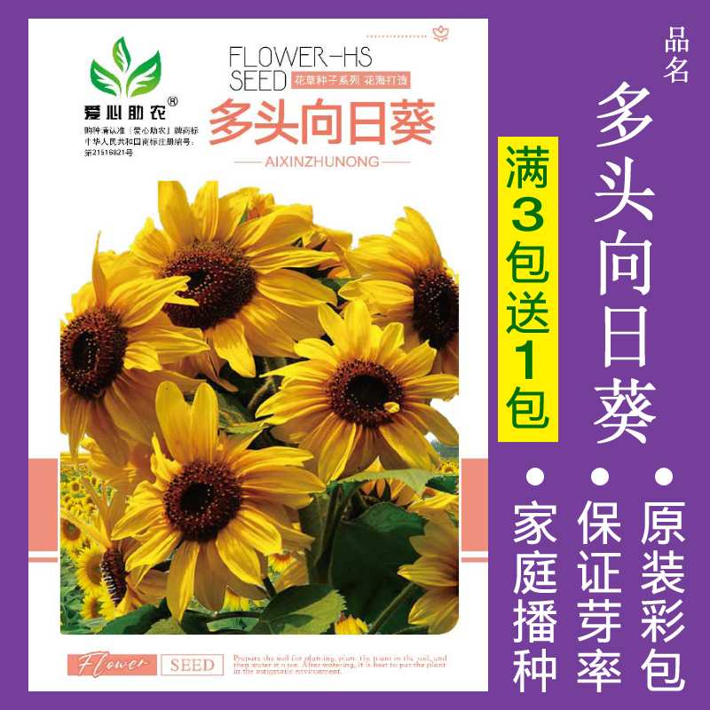 【补贴10%】花种子四季播盆栽雏菊向日葵薰衣草太阳花种籽孑大全虞美人种植 多头向日葵约30粒 均码