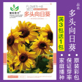 花种子四季播盆栽雏菊向日葵薰衣草太阳花种籽孑大全虞美人种植 均码 多头向日葵约30粒