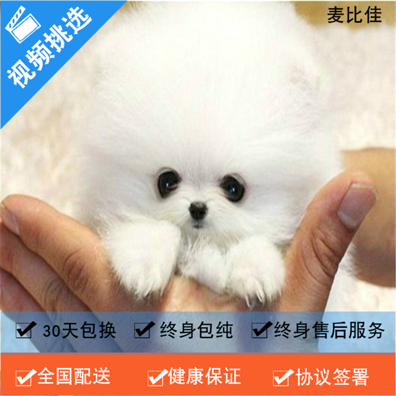 麦比佳 纯种哈多利系球体博美犬活体动物 茶杯博美犬 日系俊杰双血统长不大的茶杯狗白色博美犬 赛级博美犬活体狗狗纯种博美犬高清大图