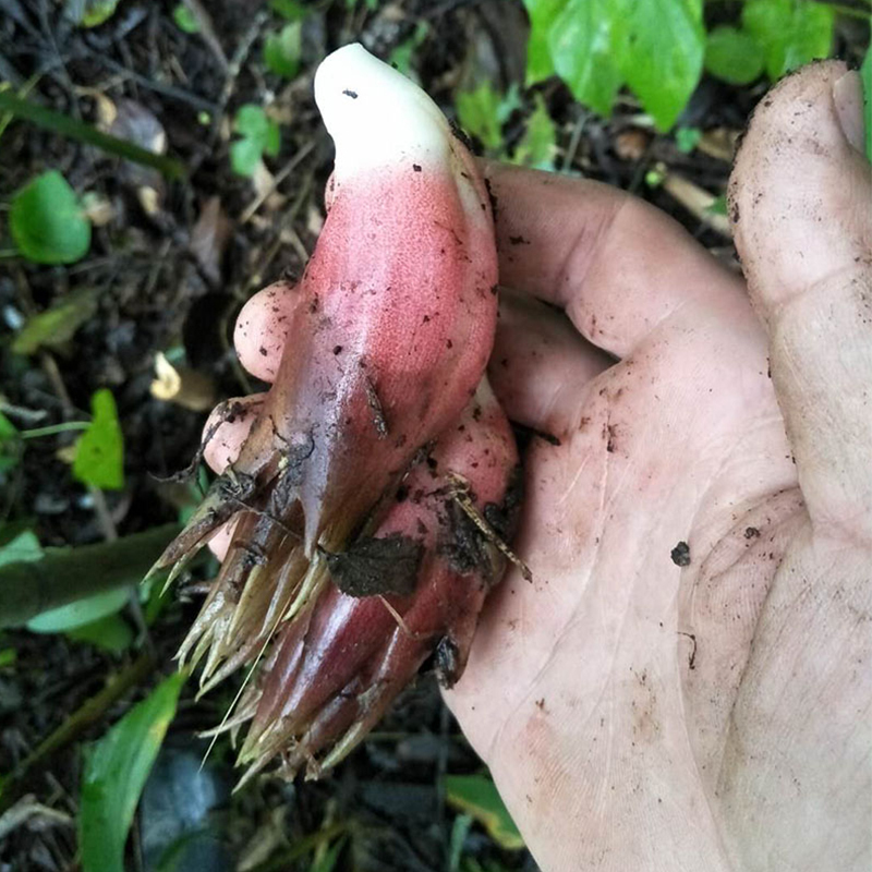 15kg新鲜阳荷姜洋荷元和姜洋霍元荷野山姜茗荷阳霍姜