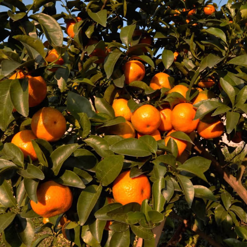 [熊猫鸟]广西砂糖橘新鲜水果 净重5斤 小果 单果25mm左右 当季整箱手撕沙糖桔柑橘子金秋现摘纯甜高清大图